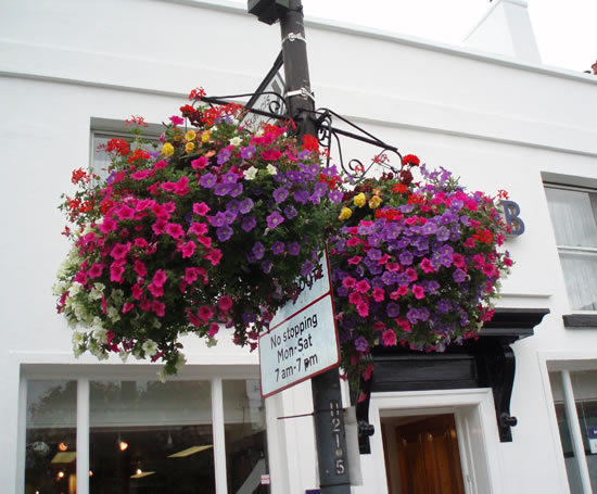 Amethyst hanging basket